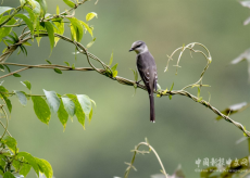 “捉蟲能手”小灰山椒鳥首次作客福建永安龍頭濕地公園