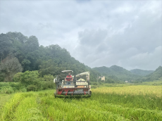 福建永安：水稻制種迎來(lái)好“豐”景