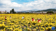 貴州鐘山：采菊東籬下